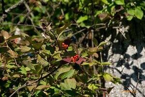 Highbush Cranberries (Viburnum trilobum)
