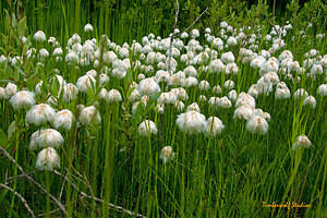 Chamisso's Cotton Grass (Eriophorum chamissonis)